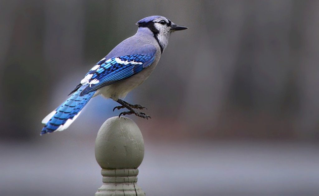 blue jay, bird, perched bird